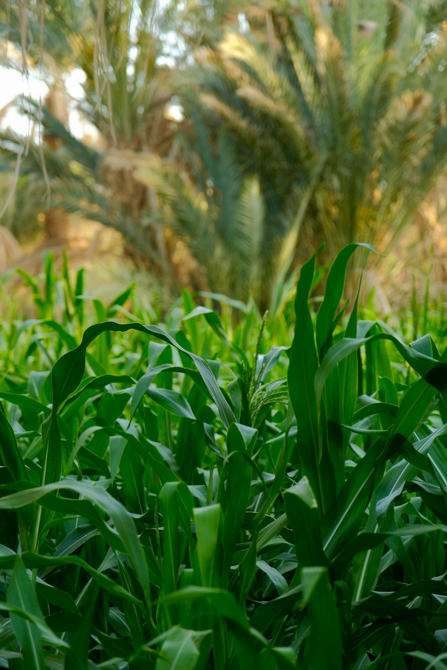 How Sustainable Rabbit Farming is Changing Kenyan Agriculture