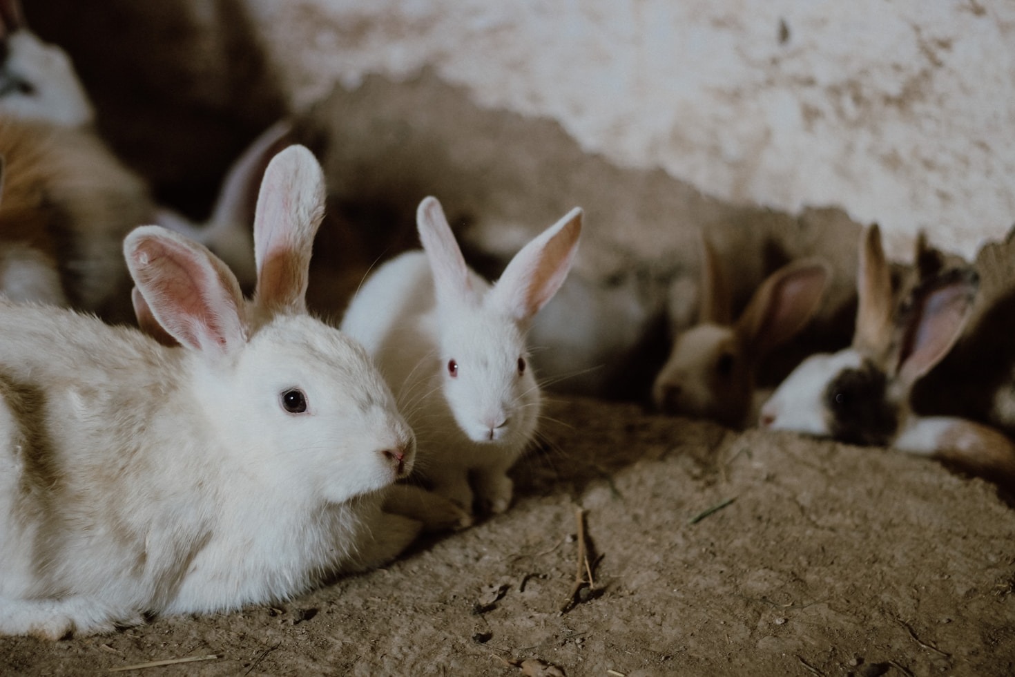 The Role of Organic Fertilizers in Soil Health Improvement